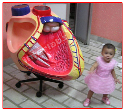 Giant Heart Model